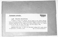 Puccinia hieracii image